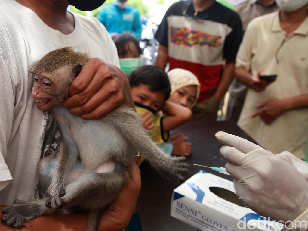 Kucing, Anjing Hingga Monyet Antri Vaksinasi Anti Rabies Kucing, Anjing Hingga Monyet Antri Vaksinasi Anti Rabies