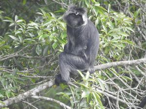 Sejumlah Lutung Merapi Sempat Turun Pasca-guguran, Ini Kata TNGM Sejumlah Lutung Merapi Sempat Turun Pasca-guguran, Ini Kata TNGM