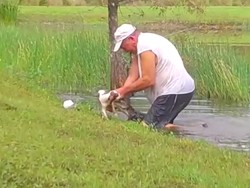 Menegangkan, Pria Ini Selamatkan Anak Anjing dari Mulut Aligator