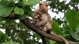 Melongok Aktivitas Para Penghuni Pohon di Muara Angke