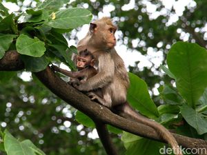 Melongok Aktivitas Para Penghuni Pohon di Muara Angke