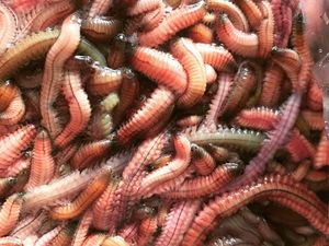 Omelet Cacing yang Bikin Merinding Tapi Jadi Favorit Orang Vietnam