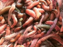 Omelet Cacing yang Bikin Merinding Tapi Jadi Favorit Orang Vietnam