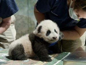 Washington Kedatangan Bayi Panda, Diberi Nama Keajaiban Kecil