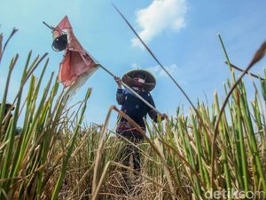 Genjot Produktivitas Petani, BUMN Pupuk Pakai Jurus Ini