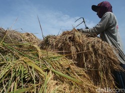 Mirisnya Nasib Petani Kala RI Berhasil Swasembada Beras