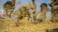 Panen Merosot-Harga Pupuk Selangit, Petani Menjerit