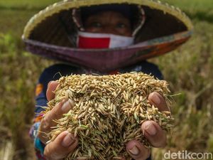 Harga Pupuk Non Subsidi Makin Mahal, Ini Biang Keroknya Harga Pupuk Non Subsidi Makin Mahal, Ini Biang Keroknya