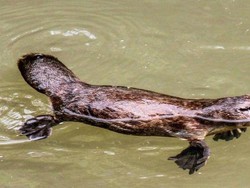 Platipus, Hewan Asli Australia Terancam Punah Menurut Penelitian Terbaru