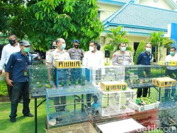 Pria Banjarmasin Selundupkan Ratusan Burung Dilindungi Dibekuk