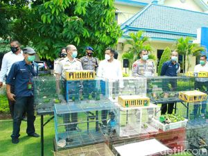 Pria Banjarmasin Selundupkan Ratusan Burung Dilindungi Dibekuk Pria Banjarmasin Selundupkan Ratusan Burung Dilindungi Dibekuk