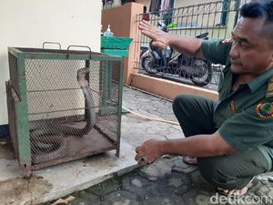 Ngeri! King Kobra Nangkring di Plafon Rumah Warga Serang
