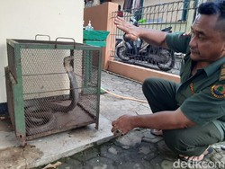 Ngeri! King Kobra Nangkring di Plafon Rumah Warga Serang