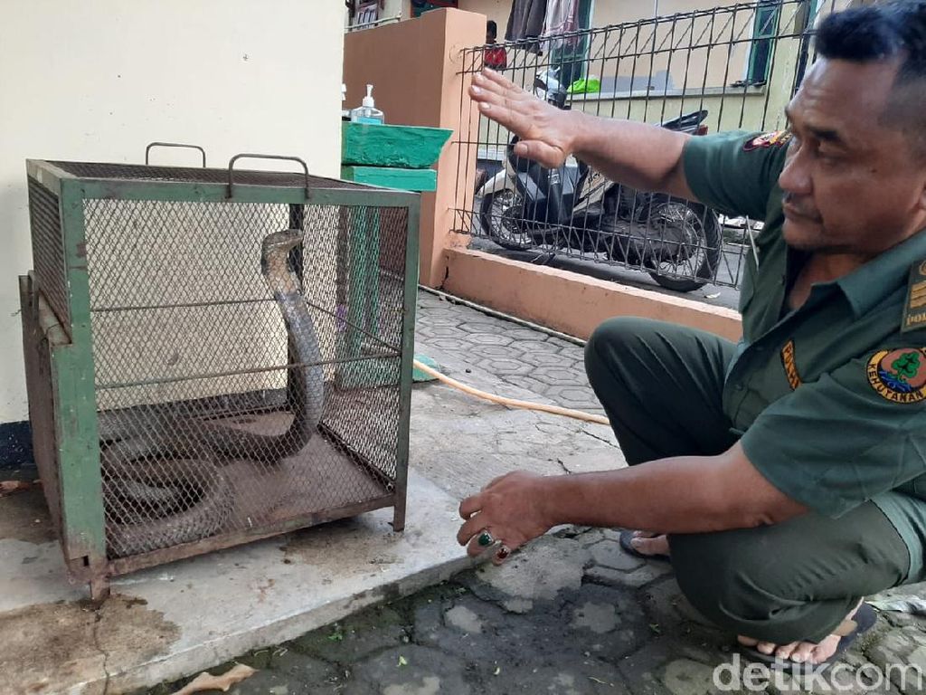 Ngeri! King Kobra Nangkring di Plafon Rumah Warga Serang Ngeri! King Kobra Nangkring di Plafon Rumah Warga Serang