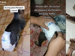 Viral Video Kucing Pakai Pampers, Ternyata Begini Alasan di Baliknya