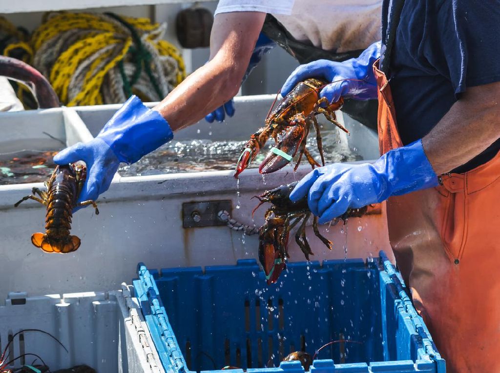 Begini Gurihnya Bisnis Benih Lobster di RI yang Bikin Edhy Prabowo Terlena Begini Gurihnya Bisnis Benih Lobster di RI yang Bikin Edhy Prabowo Terlena