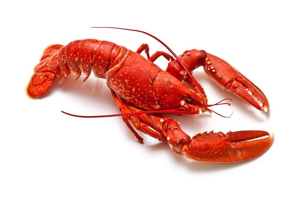 Chef Dilarang Rebus Lobster Hidup Karena Langgar Kesejahteraan Hewan Humas Bpd Phri Jawa Barat