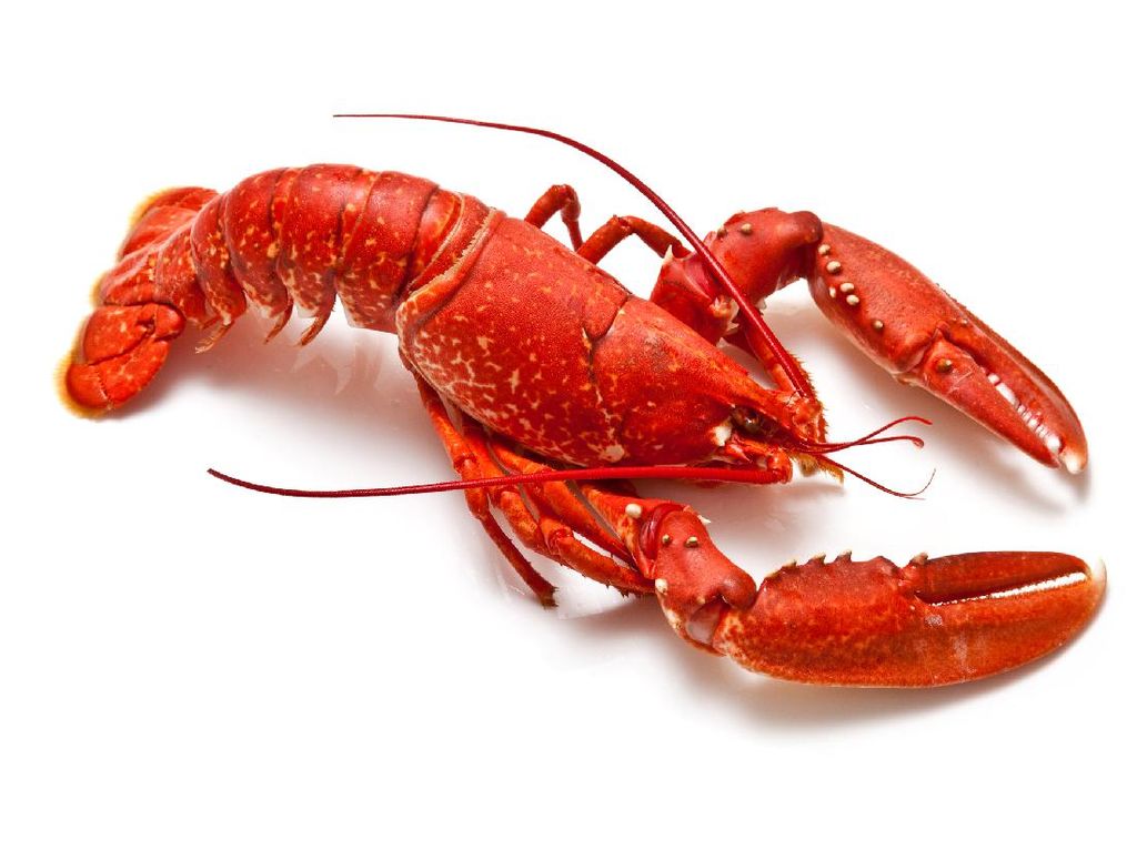 Bukan Keturunan Raja, Lobster Termasuk Hewan Berdarah Biru!