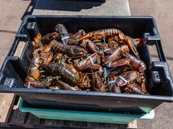 Daerah Asal Benih Lobster, Dari Mana Sebenarnya?