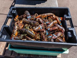 Daerah Asal Benih Lobster, Dari Mana Sebenarnya?