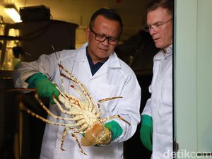 Melihat Lagi Kebijakan Ekspor Benih Lobster Menteri KKP Edhy Prabowo Melihat Lagi Kebijakan Ekspor Benih Lobster Menteri KKP Edhy Prabowo