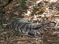 Kadal Sebesar Anjing Picu Keresahan di Amerika