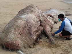 2 Paus Sperma Ditemukan Mati Terdampar di Perairan Bali