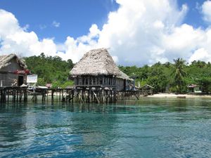 Anjing-anjing di Raja Ampat dan Fakta di Baliknya Anjing-anjing di Raja Ampat dan Fakta di Baliknya