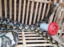 Hii.. Penampakan Piton 3,5 Meter, Mangsa Ternak di Boyolali