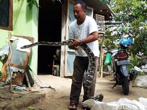 Penampakan Piton 3,5 Meter yang Mangsa Ternak di Boyolali