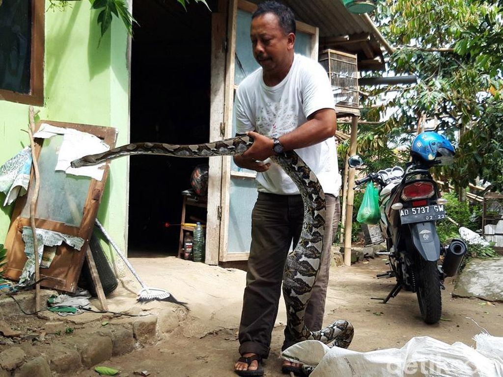 Penampakan Piton 3,5 Meter yang Mangsa Ternak di Boyolali Penampakan Piton 3,5 Meter yang Mangsa Ternak di Boyolali
