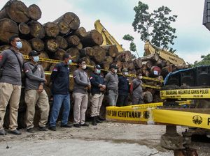 Potret Tumpukan Ribuan Kayu Ilegal di Riau