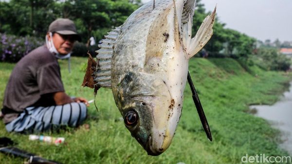 Berburu Ikan dengan Senapan Angin