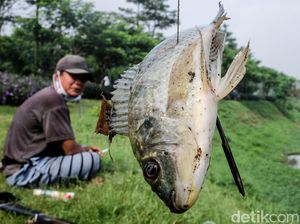 Berburu Ikan dengan Senapan Angin