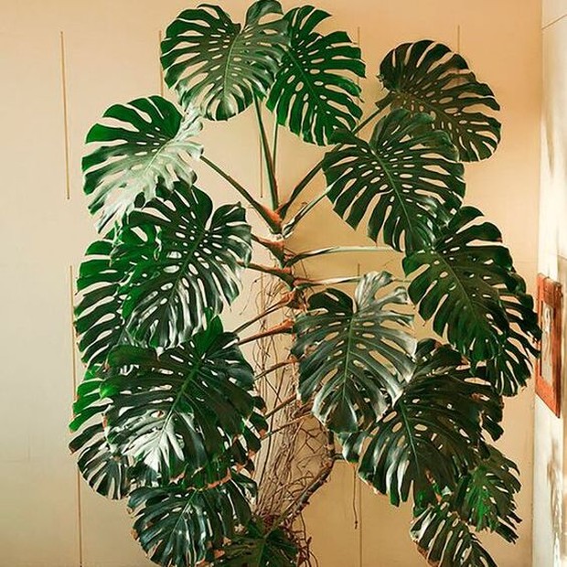 Cara Merawat Tanaman Janda Bolong