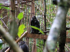 Pertamina Lepasliarkan 13 Monyet Hitam Sulawesi ke Gunung Ambang