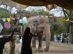 Menderita di Pakistan, Gajah Ini Akan Diangkut ke Kamboja