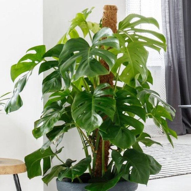 Cara Merawat Tanaman Janda Bolong