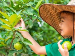 Menyatu dengan Alam, 3 Agrowisata Ini Cocok untuk Edukasi Anak