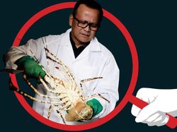 Kontroversi Ekspor Benih Lobster yang Seret Edhy Prabowo ke KPK