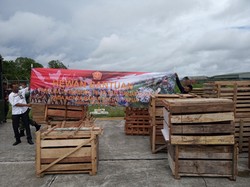 Panglima TNI Kirim 59 Ekor Babi ke Papua, Ikut Meriahkan Upacara Bakar Batu