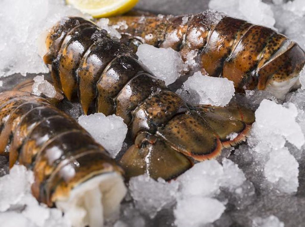 Matikan Mesin Kompresor, Pria Ini Bunuh Lobster Senilai Rp 145 Juta Matikan Mesin Kompresor, Pria Ini Bunuh Lobster Senilai Rp 145 Juta