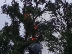 Dugaan Penyebab Pohon Tua di Makam Keramat Pemalang Tetiba Terbakar
