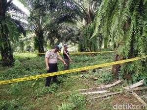 Warga Pandeglang Geger Temukan Bayi di Tengah Kebun Sawit
