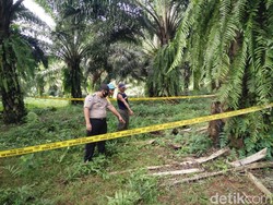 Warga Pandeglang Geger Temukan Bayi di Tengah Kebun Sawit