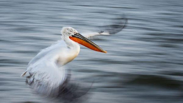 Foto Juara British Ecological Society 2020 Bagian I