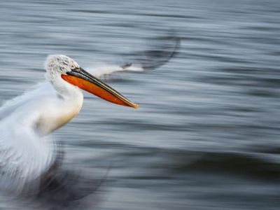 Foto Juara British Ecological Society 2020 Bagian I