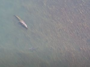 Legenda Ikan Sura Lawan Buaya Terjadi Dunia Nyata