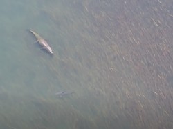 Legenda Ikan Sura Lawan Buaya Terjadi Dunia Nyata