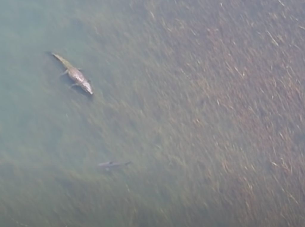 Legenda Ikan Sura Lawan Buaya Terjadi Dunia Nyata Legenda Ikan Sura Lawan Buaya Terjadi Dunia Nyata